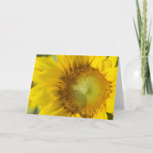 Sombra do ouro do girassol