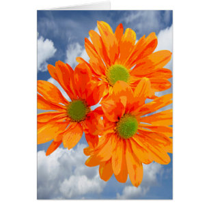 Cartão Somente 3 flores da margarida do Gerbera + seus