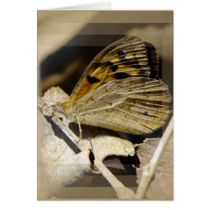 Cartão Sonho da borboleta