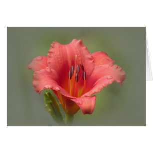 Cartão Sonho de Morango - Daylily