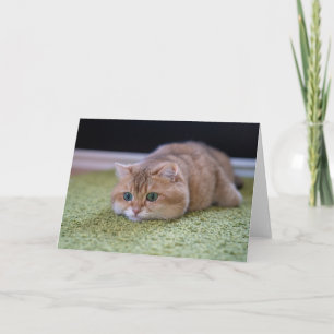 Cartão Sonhos do Hosico