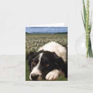 Cartão Sonhos Notecard de border collie