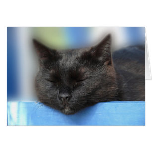 Cartão Sono do gato preto