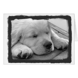 Cartão Sono dourado do filhote de cachorro