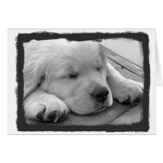 Cartão Sono dourado do filhote de cachorro