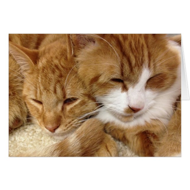 Cartão sonolento dos gatinhos do salvamento do (Frente Horizontal)