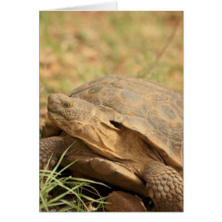 Cartão Sonoran Desert Tortoise