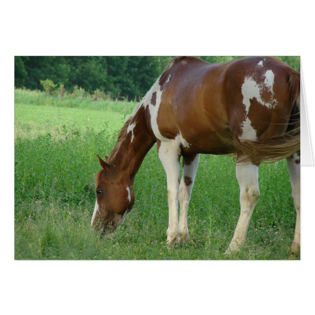 Cartão Sorrel Tobiano Paint Mare (Frente Horizontal)
