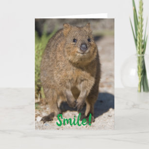 Cartão Sorria / Em Breve Melhoras, Quokka Feliz, Austráli