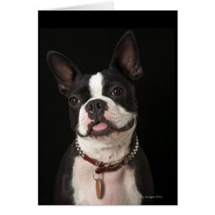 Cartão Sorrir de Boston Terrier