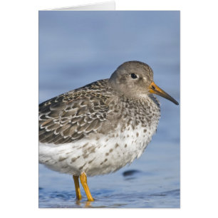 CARTÃO SORRIR FORÇADAMENTE ALEGRE