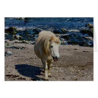 Cartão South Devon Shetland Pony Caminhando Em Praia Remo