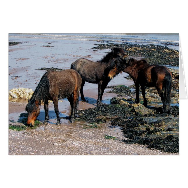 Cartão South Devon Three Dartmoor Ponies On Remote Beach (Frente Horizontal)