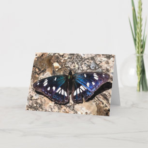 Cartão Southern White Admiral On Stone Butterfly Portrait