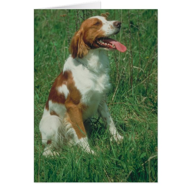 Cartão Spaniel de Brittany (Frente)