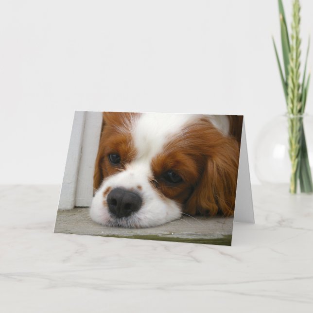 Cartão Spaniel de rei Charles descuidado (Frente)