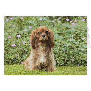 Cartão Spaniel de rei descuidado Charles do rubi na grama