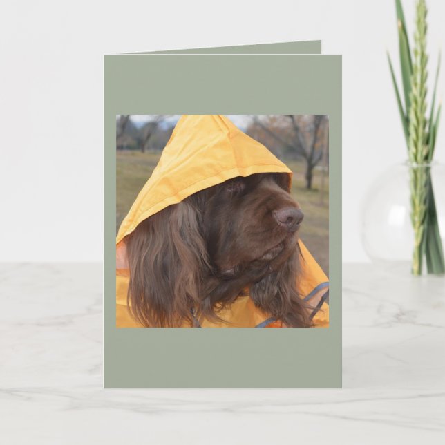 Cartão Spaniel de Sussex que espera a chuva (Frente)