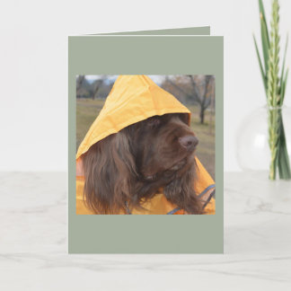 Cartão Spaniel de Sussex que espera a chuva