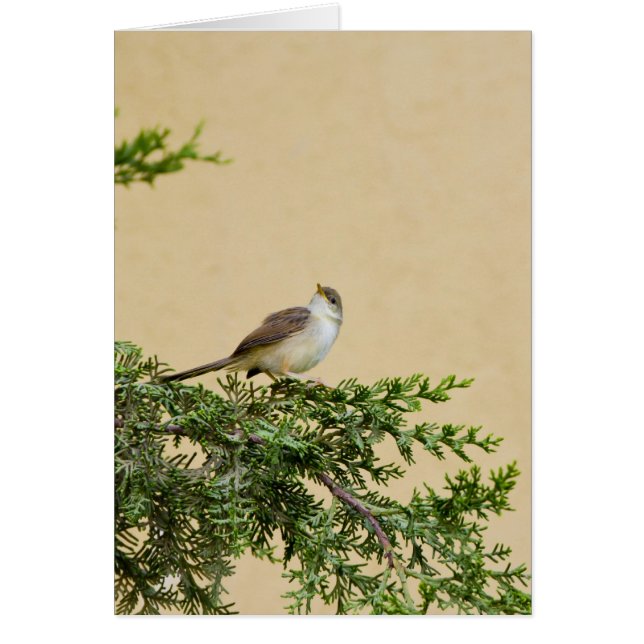 Cartão Sparrow (Frente)