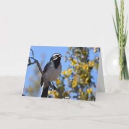 Cartão Sparrow de garganta negra