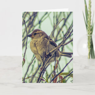 Cartão Sparrow em Foto em Árvore