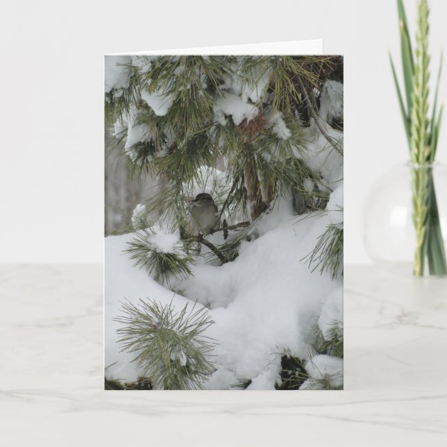 Cartão Sparrow In Snowy Evergreen (Frente)