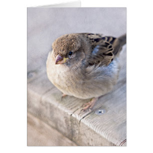 Cartão Sparrow - Sobrepeso