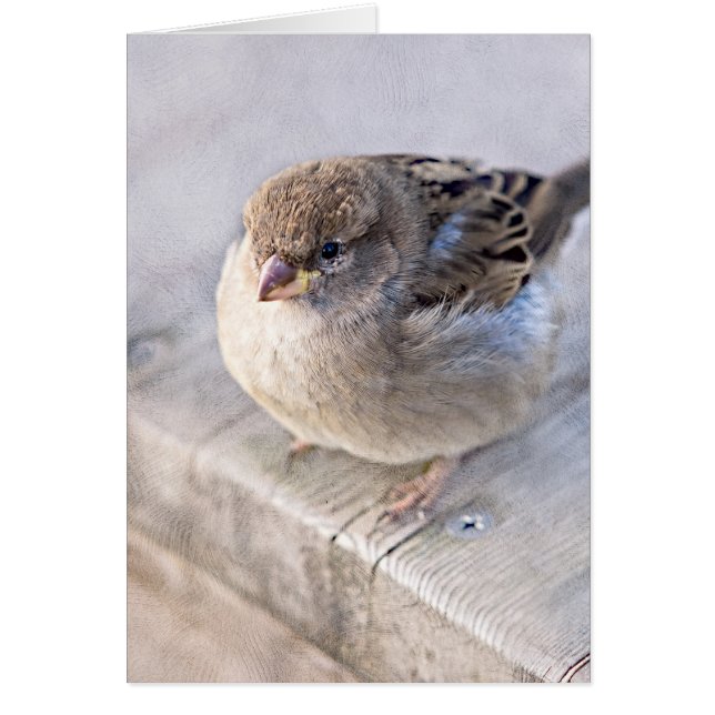 Cartão Sparrow - Sobrepeso (Frente)