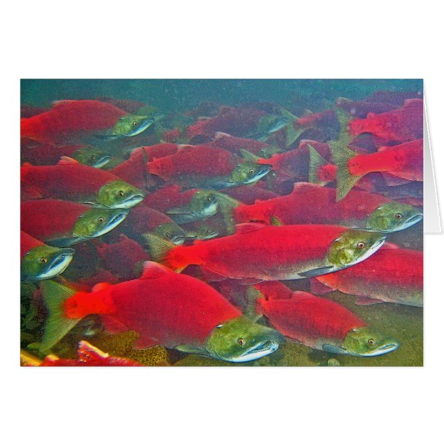 Cartão Spawning dos salmões de Sockeye funcionado (Frente Horizontal)