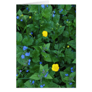 Cartão Speedwell e Buttercups