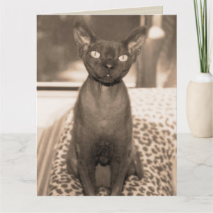 Cartão Sphynx Devon Rex Cat Sphynx Fotografia Sepia Grand