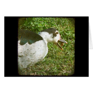 Cartão Spice come a acorn