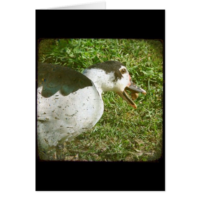 Cartão Spice come a acorn (Frente)