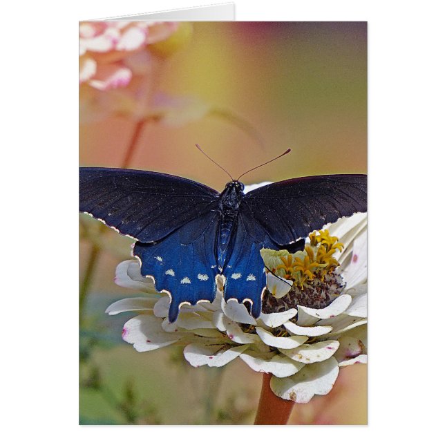 Cartão Spicebush Swallowtail (Frente)