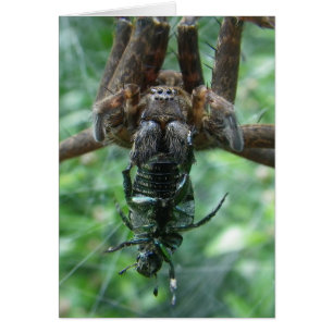 Cartão Spider