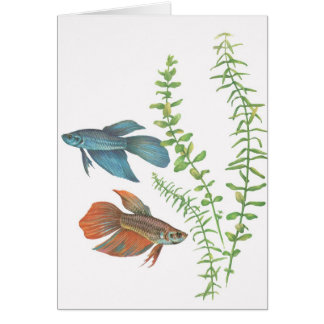 Cartão Splendens de Betta e branco indica de Rotala
