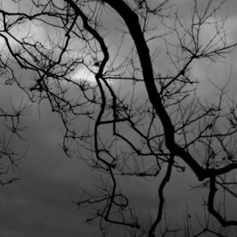 CARTÃO SPOOKY TREES FELIZMENTE METADE VOLTADA