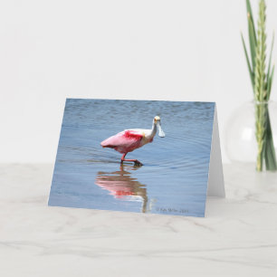 Cartão Spoonbill-5-05