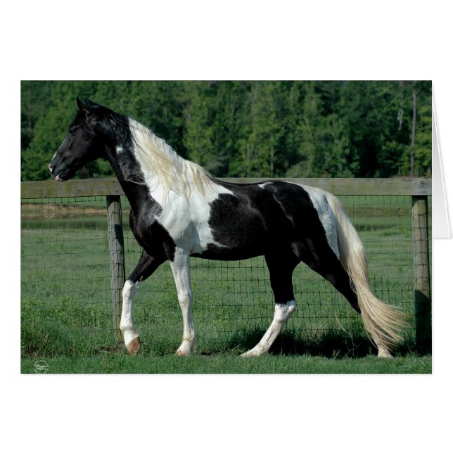 Cartão Spotted Walker (Frente Horizontal)