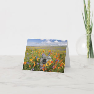 Cartão Spring Puppy Notecard
