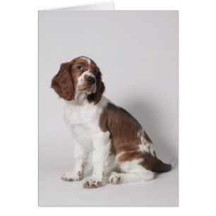 Cartão Springer Spaniel