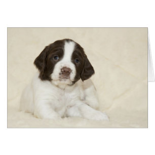 Cartão Springer Spaniel Puppy