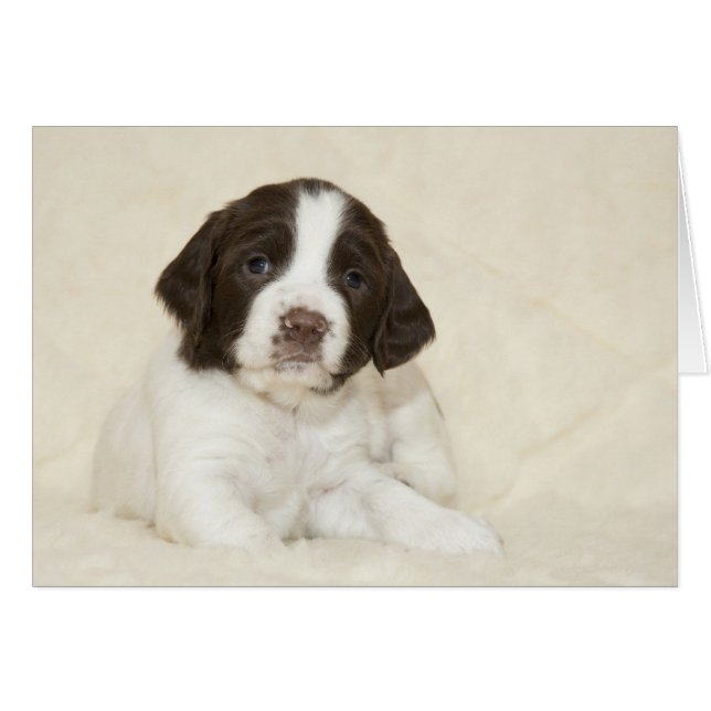 Cartão Springer Spaniel Puppy (Frente Horizontal)