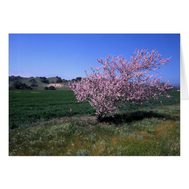 Cartão "Springtime" (Frente Horizontal)