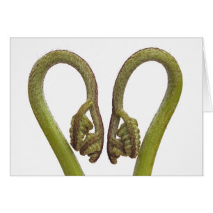 Cartão Sprouts 2 da samambaia
