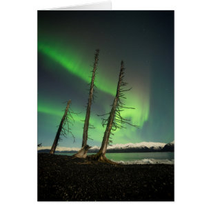 Cartão Spruce Aurora Esquecido