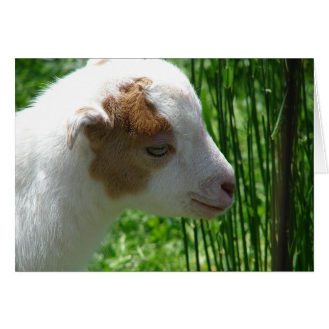 Cartão Squeak (Frente Horizontal)