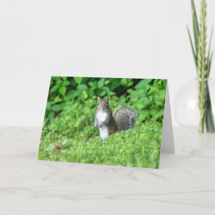 Cartão Squirrel