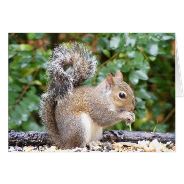 Cartão Squirrel Cutie (Frente Horizontal)